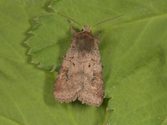 Skogteglfly (Diarsia mendica)