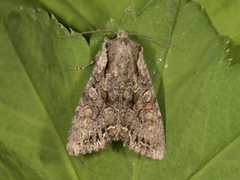 Brunt lærfly (Mniotype adusta)