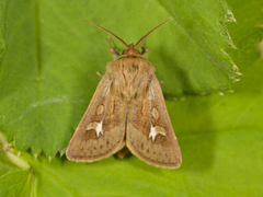 Gressmarkfly (Cerapteryx graminis)