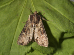 Kileengfly (Apamea crenata)