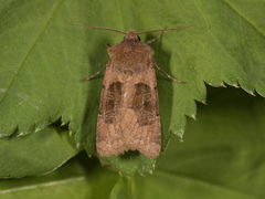 Kobberfly (Chersotis cuprea)