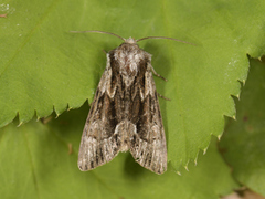 Raggfly (Hyppa rectilinea)