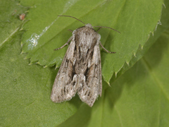 Raggfly (Hyppa rectilinea)