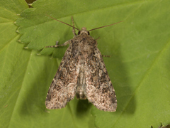 Slåttengfly (Apamea remissa)