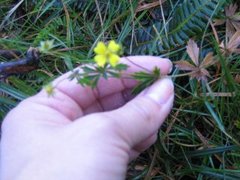 Tepperot (Potentilla erecta)