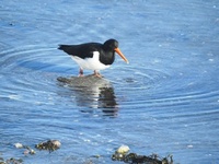 Tjeld (Haematopus ostralegus)