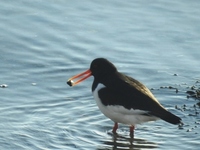 Tjeld (Haematopus ostralegus)