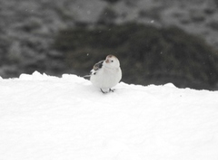 Snøspurv (Plectrophenax nivalis)