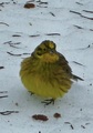 Gulspurv (Emberiza citrinella)