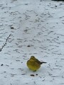 Gulspurv (Emberiza citrinella)