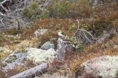 Steinskvett (Oenanthe oenanthe)