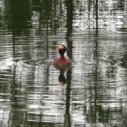 Horndykker (Podiceps auritus)