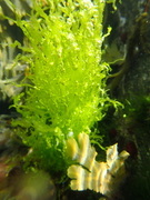 Tarmgrønske (Ulva intestinalis)