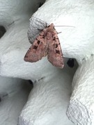 Triangelbakkefly (Xestia triangulum)