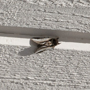 Bjørketannspinner (Pheosia gnoma)