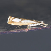 Treflekket nebbmott (Catoptria permutatellus)