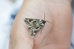 Fagerjordfly (Agrotis vestigialis)