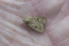 Brunt urtefly (Caradrina morpheus)