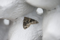 Geitramsdråpemåler (Ecliptopera silaceata)