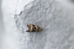 Olivenprydvikler (Celypha lacunana)