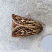 Gressmarkfly (Cerapteryx graminis)