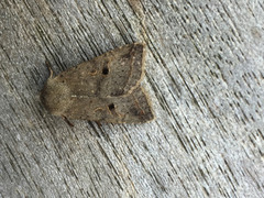 Brungrått høstfly (Agrochola lota)