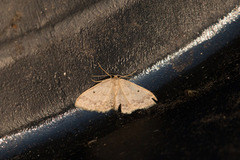 Randengmåler (Idaea biselata)