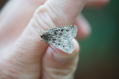 Hvitribbet åkerfly (Tholera decimalis)