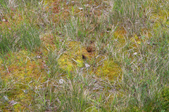 Fløyelsringvinge (Erebia ligea)