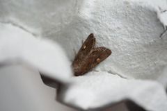 Hagelundfly (Lacanobia oleracea)