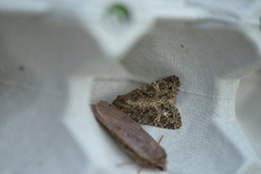 Brunt nellikfly (Hadena perplexa)