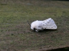 Punkttigerspinner (Spilosoma lubricipeda)