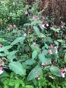 Kjempespringfrø (Impatiens glandulifera)