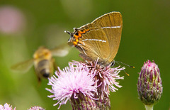 Almestjertvinge (Satyrium w-album)