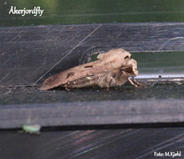 Åkerjordfly (Agrotis exclamationis)