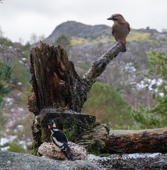 Nøtteskrike (Garrulus glandarius)