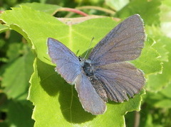 Myrblåvinge (Plebejus optilete)