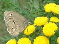 Gullringvinge (Aphantopus hyperantus)