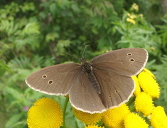 Gullringvinge (Aphantopus hyperantus)