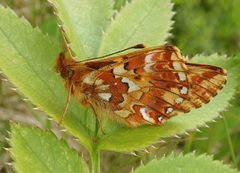 Myrperlemorvinge (Boloria aquilonaris)