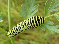 Svalestjert (Papilio machaon)