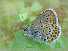 Idasblåvinge (Plebejus idas)