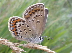 Argus-/idasblåvinge (Plebejus argus/idas)