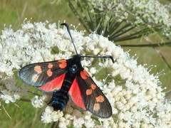 Seksflekket bloddråpesvermer (Zygaena filipendulae)