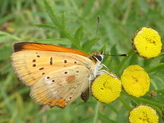 Oransjegullvinge (Lycaena virgaureae)