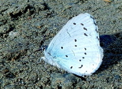 Vårblåvinge (Celastrina argiolus)