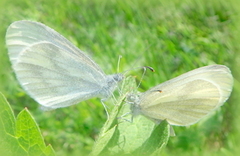 Skoghvitvinge (Leptidea sinapis)