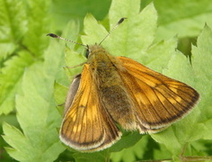 Engsmyger (Ochlodes sylvanus)