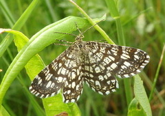 Rutemåler (Semiothisa clathrata)