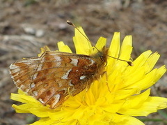 Fjellperlemorvinge (Boloria napaea)